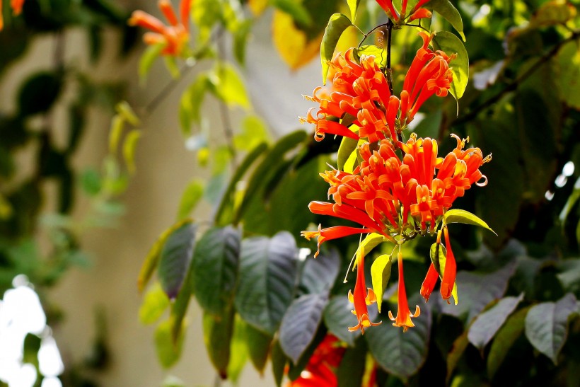 点击大图看下一张：红火的炮仗花图片