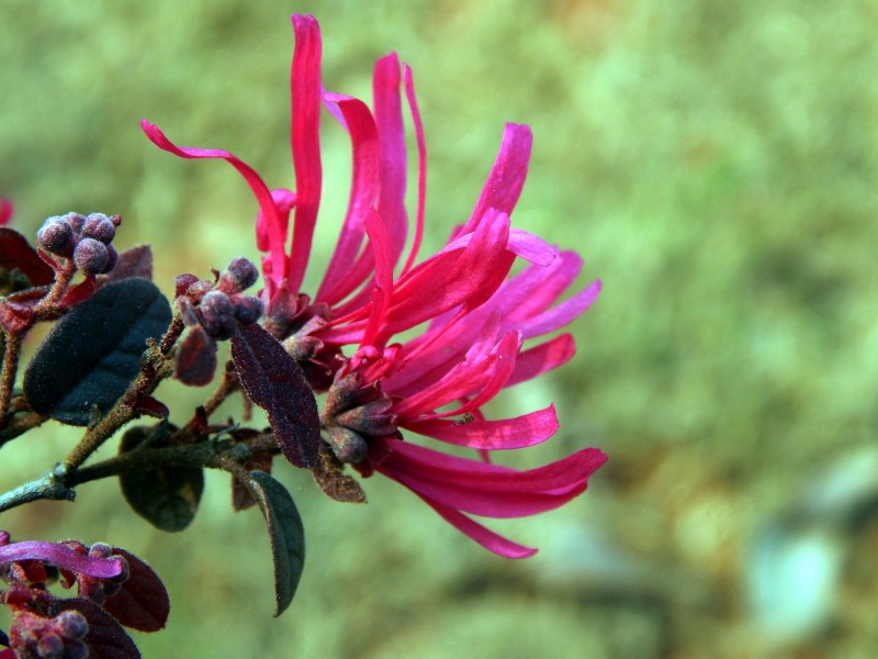 点击大图看下一张:红继木图片