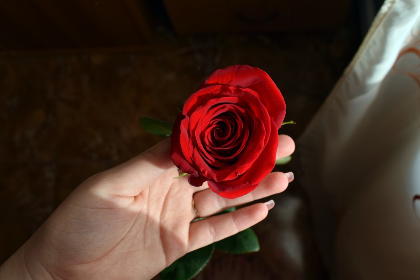 点击大图看下一张：艳丽高贵的红玫瑰图片