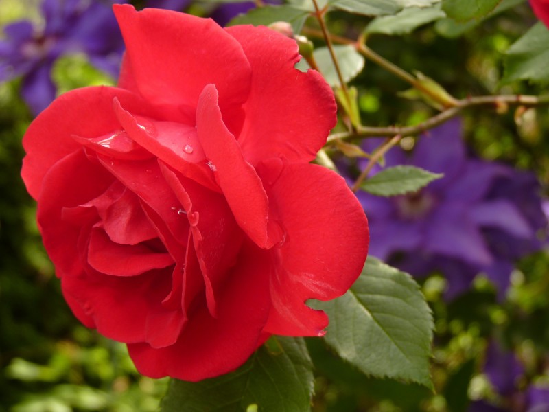 点击大图看下一张：艳丽高贵的红玫瑰图片