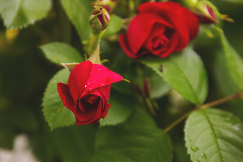 点击大图看下一张：妖艳的红玫瑰图片