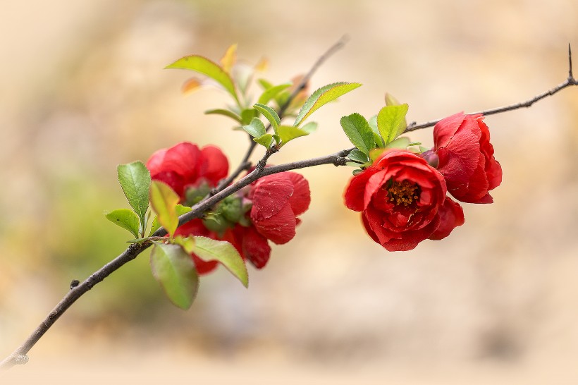 点击大图看下一张：红色的海棠花图片