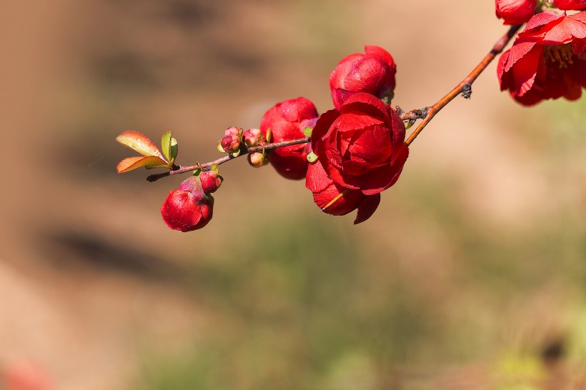 点击大图看下一张：红色的海棠花图片