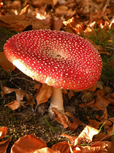 点击大图看下一张：生长在地上的一只红色毒蘑菇图片