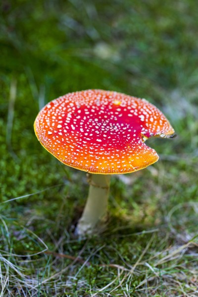 点击大图看下一张：生长在地上的一只红色毒蘑菇图片