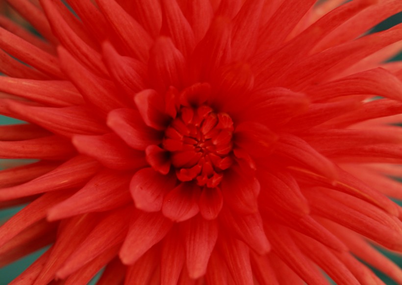 点击大图看下一张：红色花朵花瓣背景图片