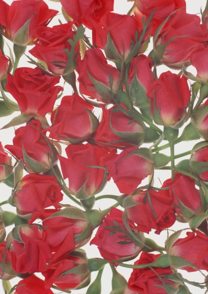 点击大图看下一张：红色花朵花瓣背景图片