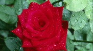 红色玫瑰花图片_8张