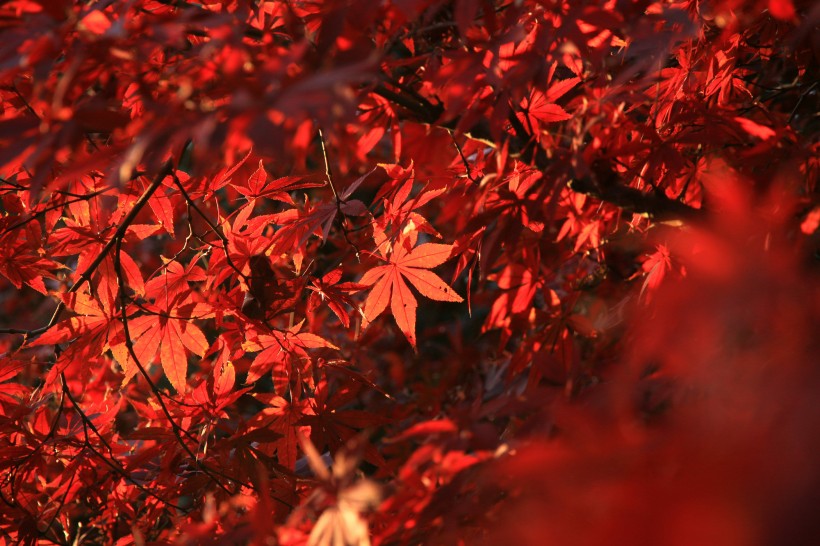 点击大图看下一张：冬日红叶图片