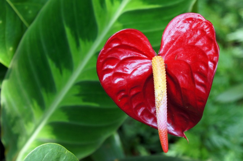 点击大图看下一张：鲜艳的红掌花图片