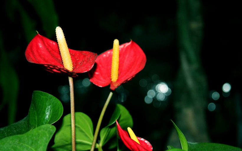 点击大图看下一张：红掌花图片