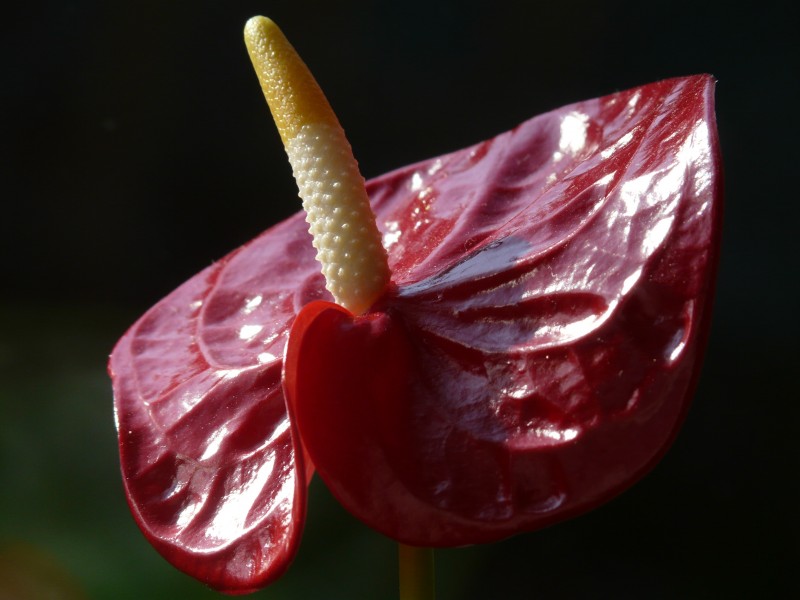 点击大图看下一张：鲜艳的红掌花图片