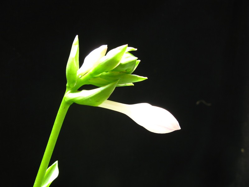点击大图看下一张：洁白的玉簪花图片