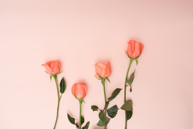 点击大图看下一张：粉色玫瑰花和花瓣图片