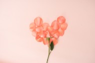 粉色玫瑰花和花瓣图片_16张