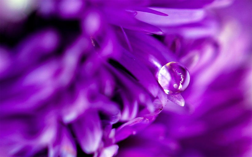 点击大图看下一张：花瓣上流动的水珠宝石图片