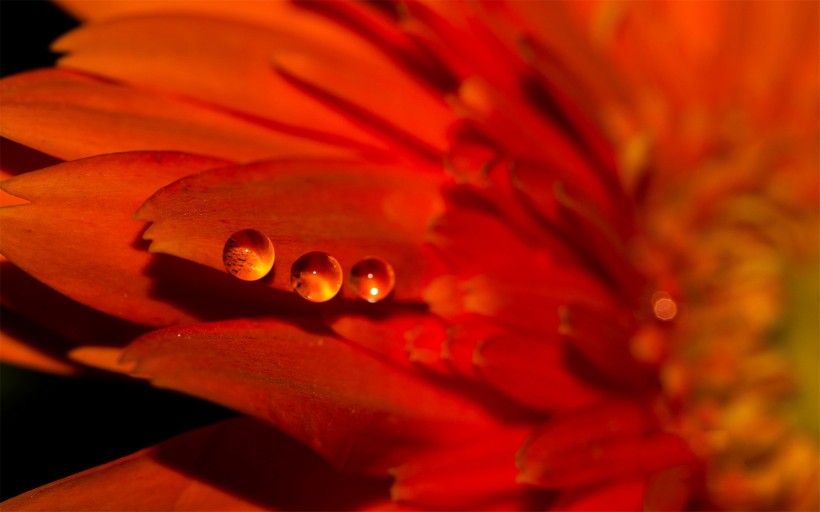 点击大图看下一张：花瓣上流动的水珠宝石图片
