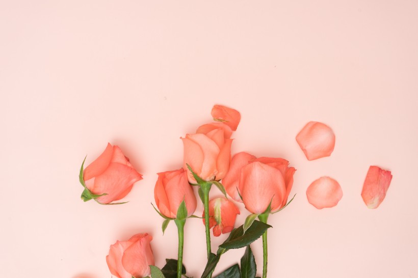 点击大图看下一张：粉色玫瑰花和花瓣图片