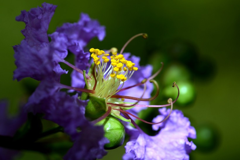 点击大图看下一张：紫色花朵微距图片