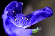 紫色花朵微距图片_9张