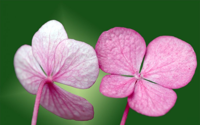 点击大图看下一张：美丽成双的花儿图片