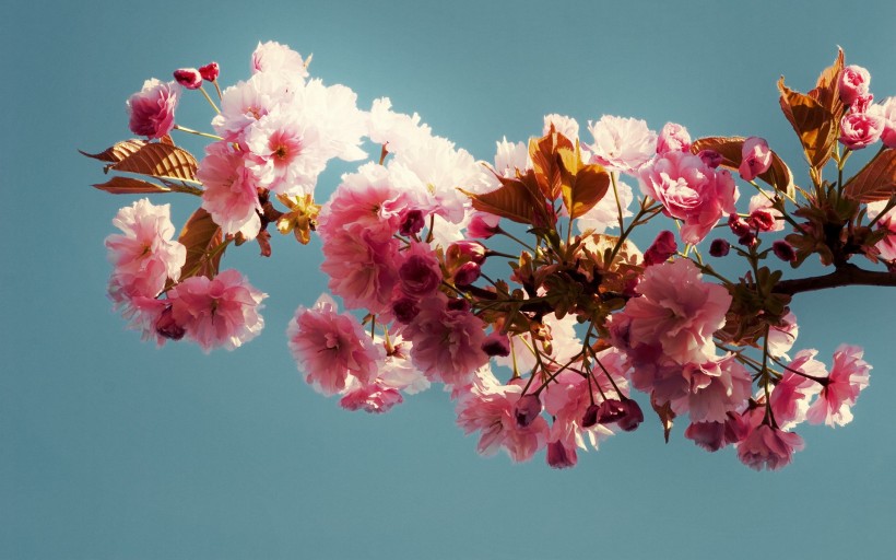 点击大图看下一张：花儿朵朵