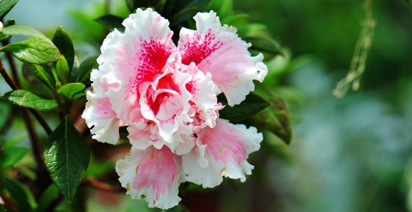 点击大图看下一张：广州华南植物园花卉图片