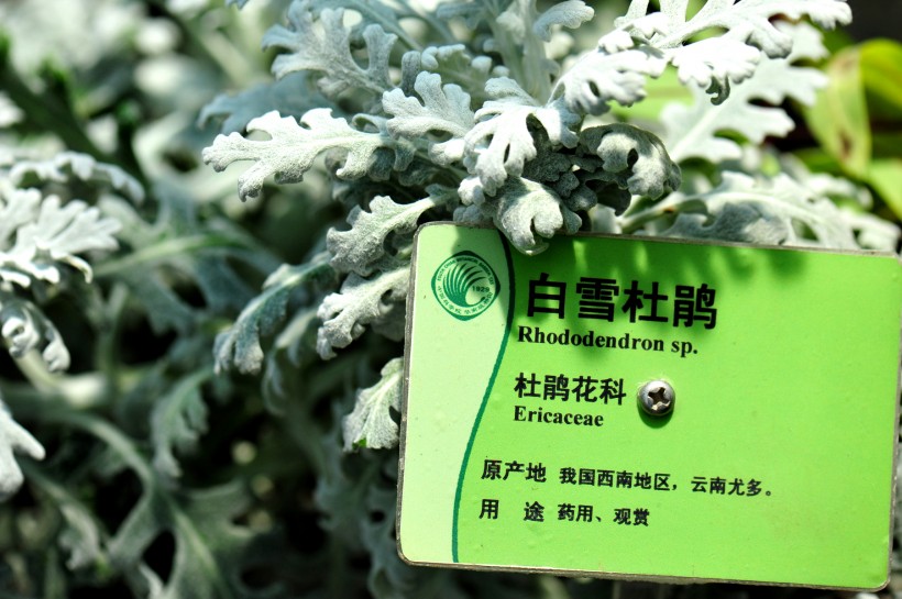 点击大图看下一张：广州华南植物园花卉图片