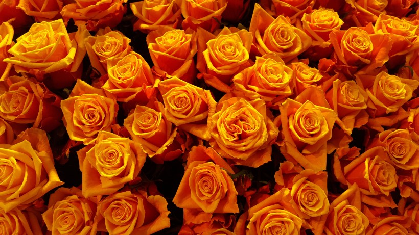 点击大图看下一张：明亮的黄玫瑰图片