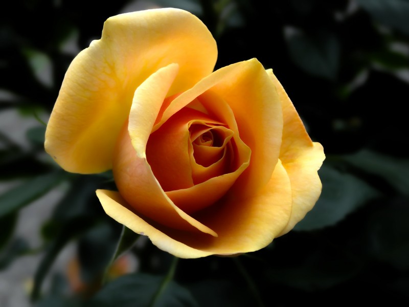 点击大图看下一张：明亮的黄玫瑰图片