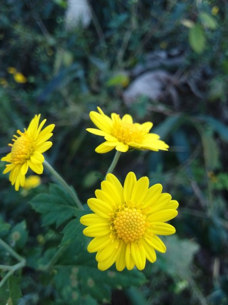 点击大图看下一张：黄灿灿的菊花图片