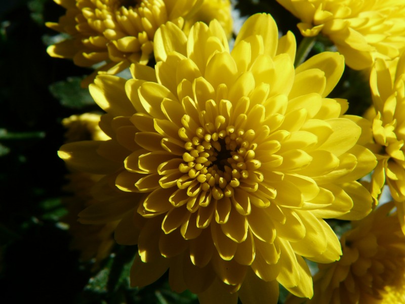 点击大图看下一张：黄灿灿的菊花图片