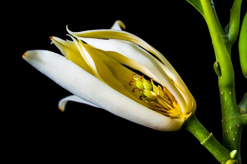 点击大图看下一张：著名的观赏花卉黄兰图片