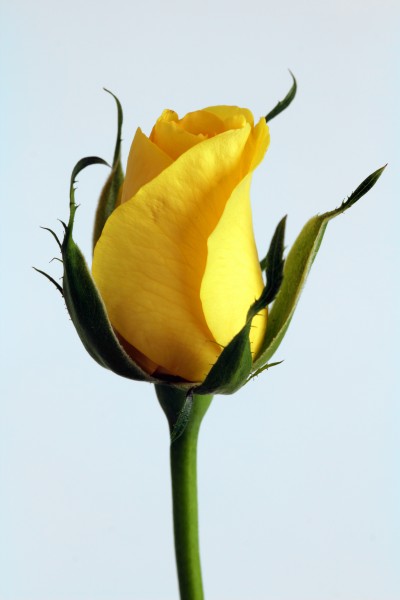 点击大图看下一张：热情明亮的黄玫瑰图片