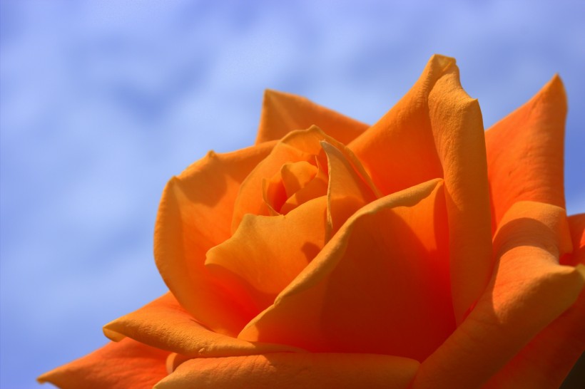 点击大图看下一张：热情明亮的黄玫瑰图片