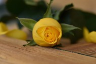 热情明亮的黄玫瑰图片_10张