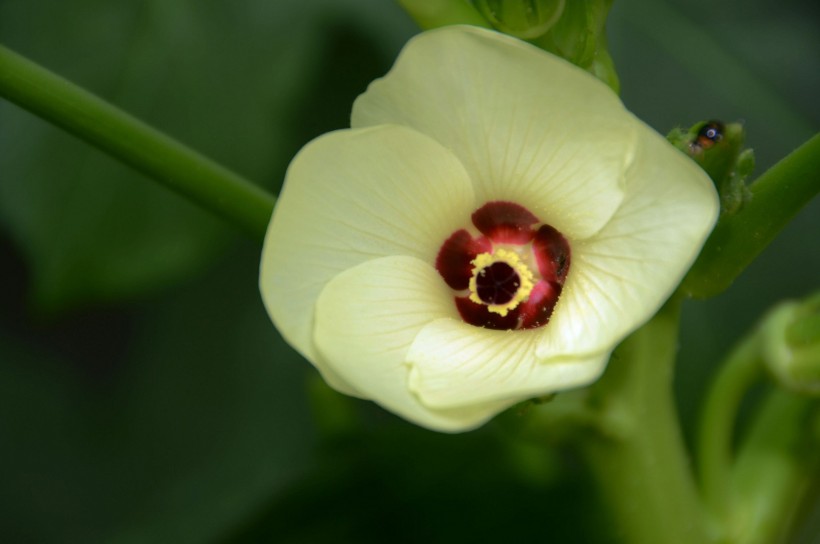 点击大图看下一张：黄秋葵花卉图片