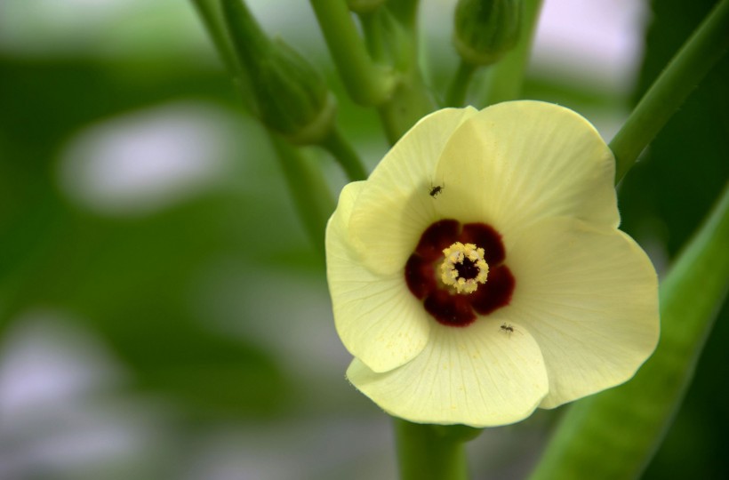 点击大图看下一张：黄秋葵花卉图片