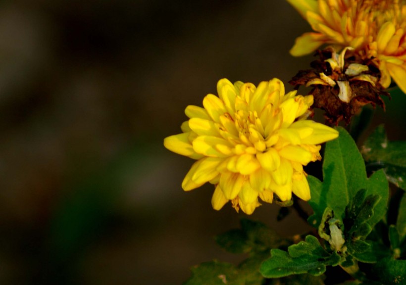 点击大图看下一张：黄色的菊花图片