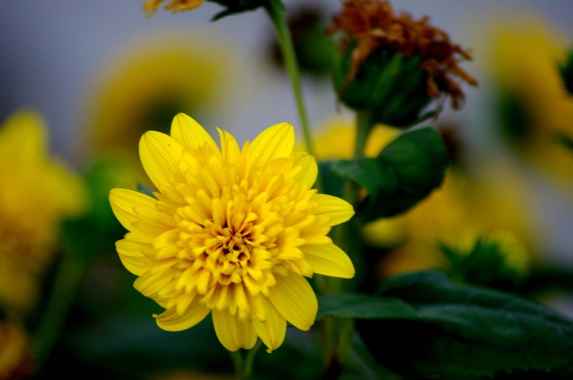 点击大图看下一张：黄色的菊花图片