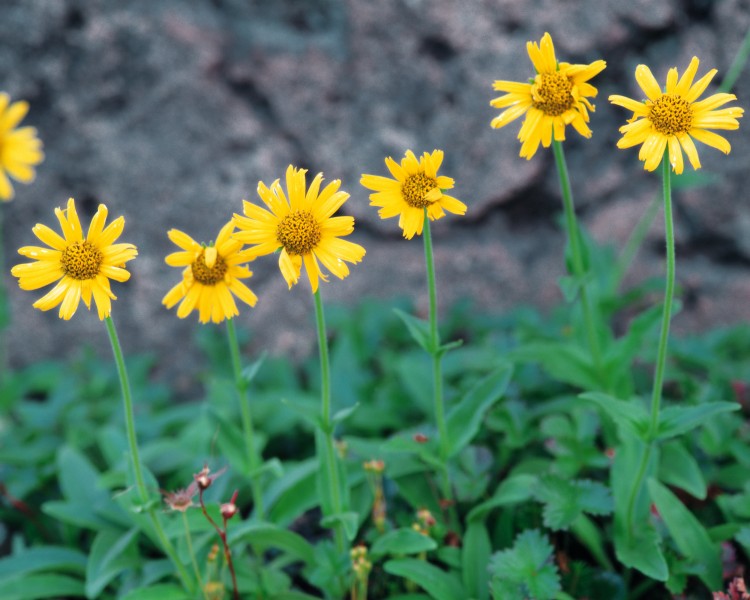点击大图看下一张：漂亮的黄色野花图片
