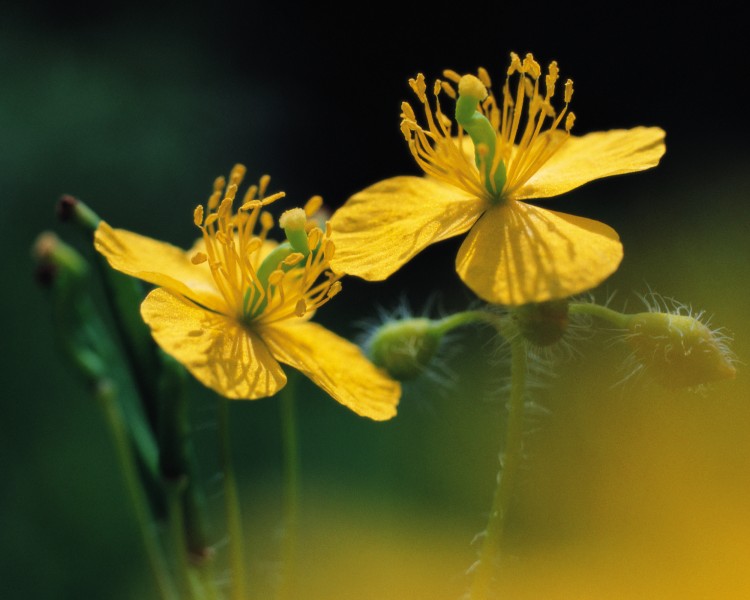 点击大图看下一张：漂亮的黄色野花图片