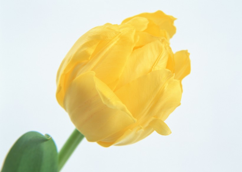 点击大图看下一张：黄色花朵图片