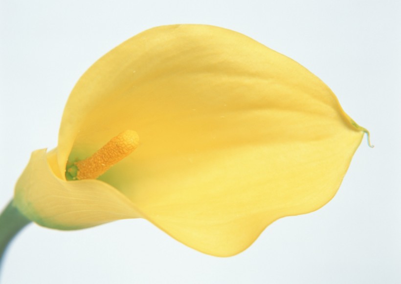 点击大图看下一张：黄色花朵图片
