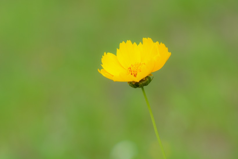 点击大图看下一张：黄色菊花图片