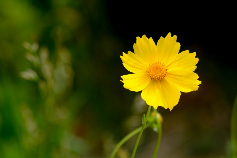 点击大图看下一张：黄色菊花图片