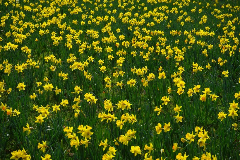 点击大图看下一张：黄色水仙花图片