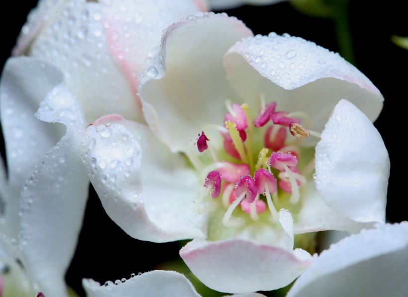 点击大图看下一张：漂亮的鲜花花蕊图片