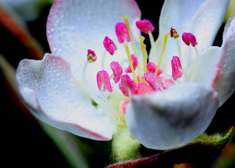 点击大图看下一张：漂亮的鲜花花蕊图片