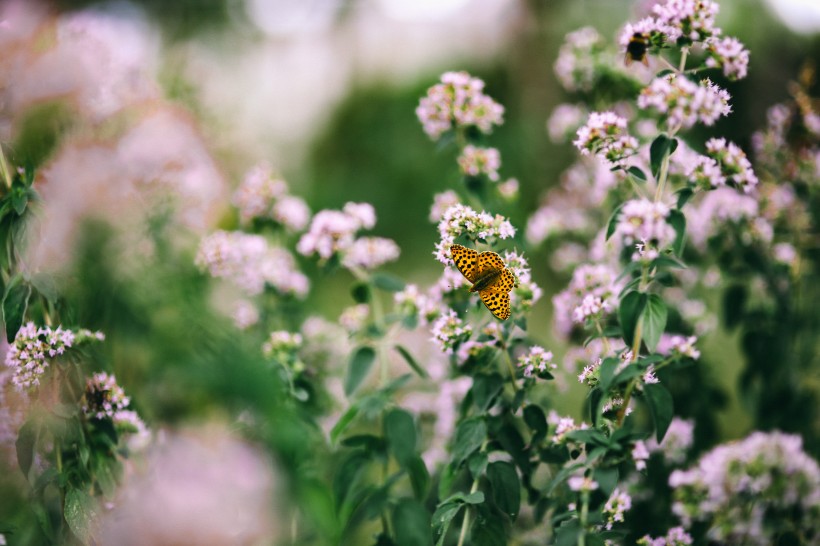 点击大图看下一张：花园里的花花草草图片